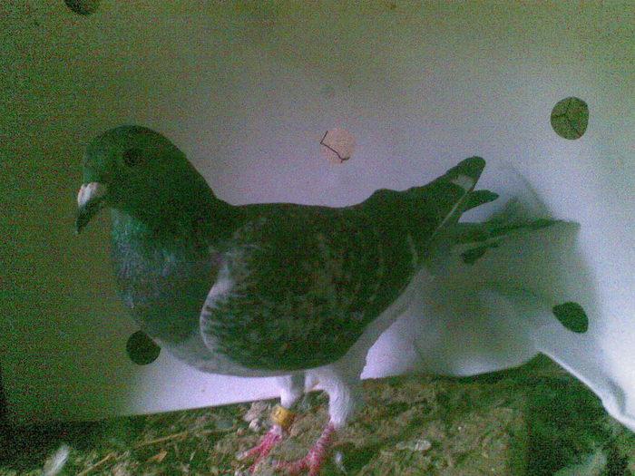 35 - Porumbei octombrie 2010