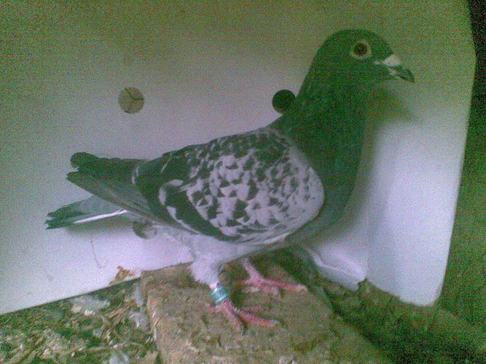 36 - Porumbei octombrie 2010