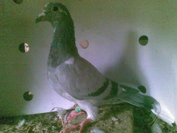 37 - Porumbei octombrie 2010