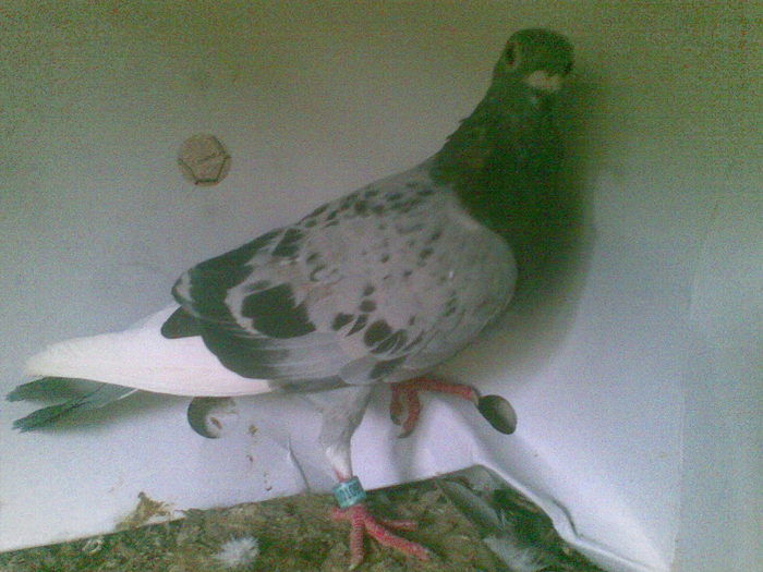 42 - Porumbei octombrie 2010