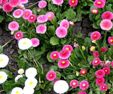 Flori-rotunde-roz - flori