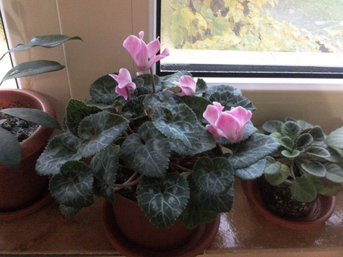 17oct2010 - x - Cyclamen