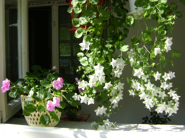 DSC09968 - Campanula si alte flori 2010