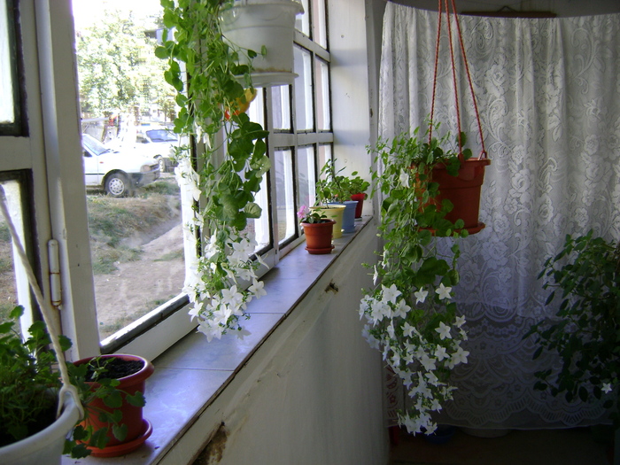 DSC00045 - Campanula si alte flori 2010