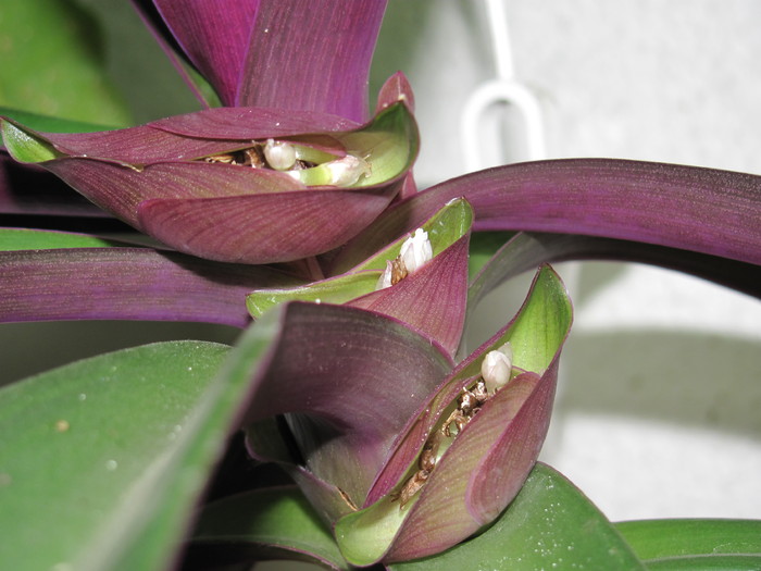 tradescantia spathacea-flori2 - diverse