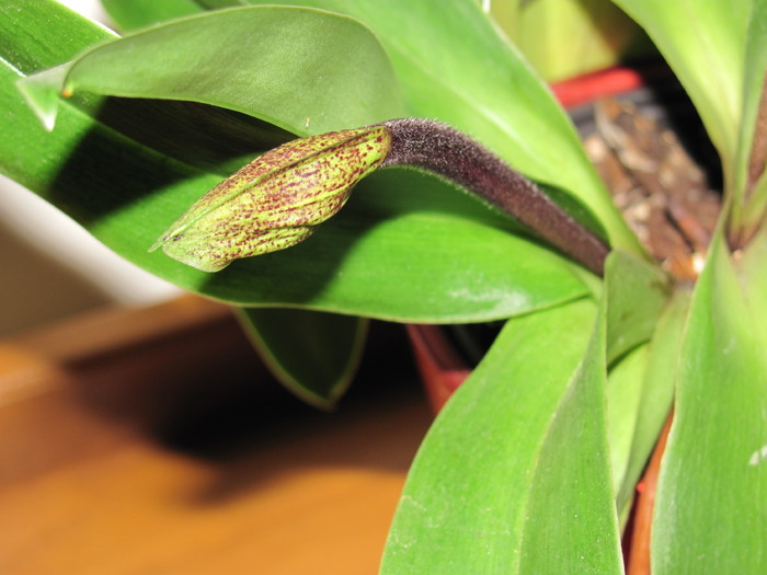 paphiopedilum - Orhidee