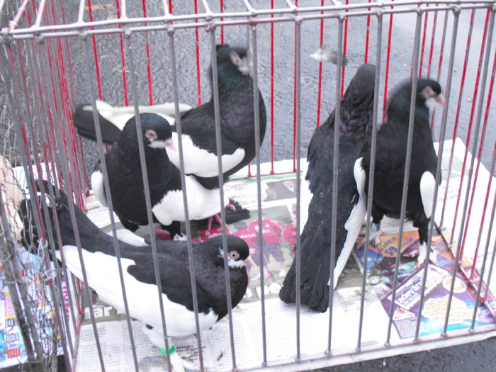 porumbei alb cu negru (40) - Targ Piata 16 Februarie Chitileni 17-10-2010
