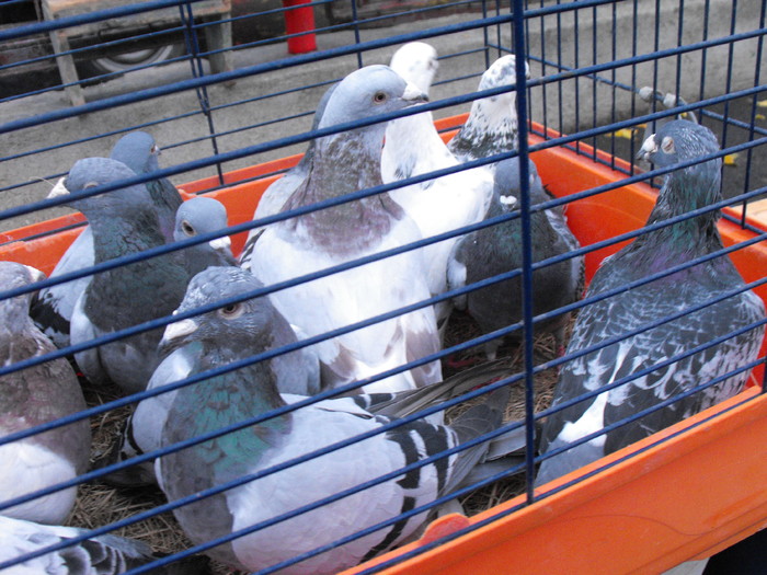 porumbei albastrii piata 16 februarie (23)