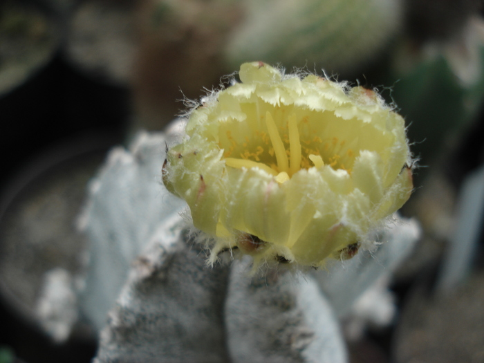 DSC00011 - Cactusi