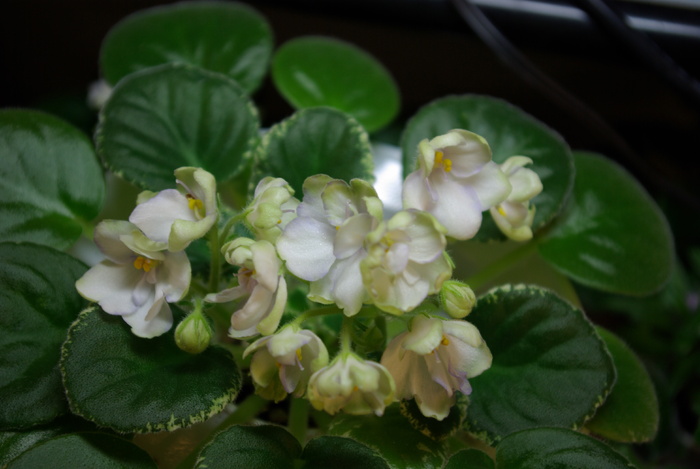 SG101832 - 2013 - Rafturi-Grup