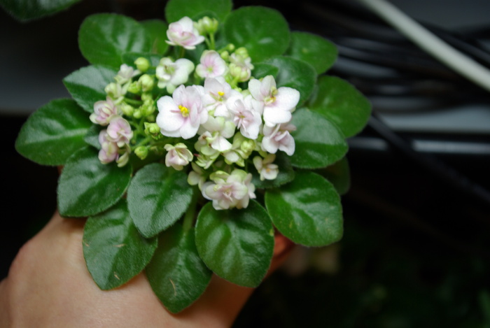 SG101837 - 2013 - Rafturi-Grup