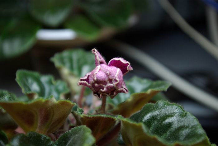 SG101839 - 2013 - Rafturi-Grup