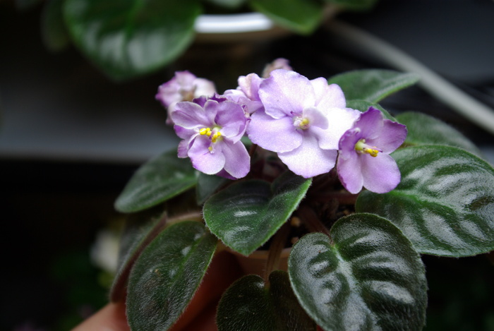 SG101842 - 2013 - Rafturi-Grup