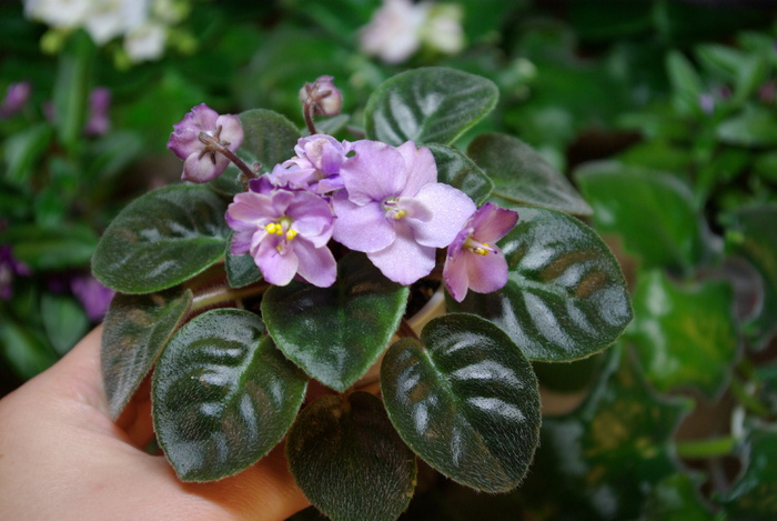 SG101843 - 2013 - Rafturi-Grup