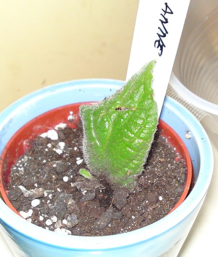 A mai crescut...1 mm - Streptocarpusi de la Fleur
