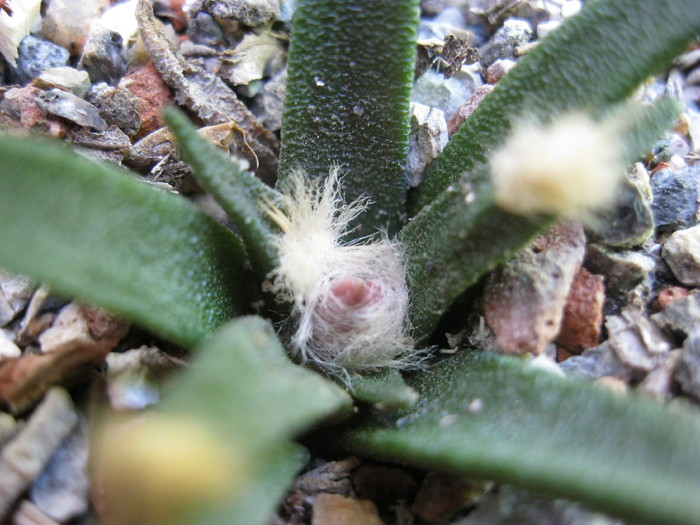 2010 - Ariocarpus agavoides