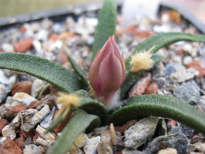 IMG_1965 - Ariocarpus agavoides