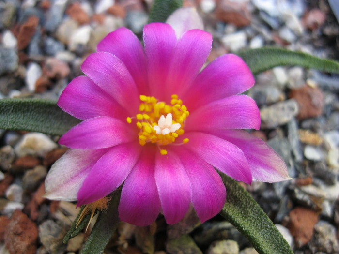 IMG_1971 - Ariocarpus agavoides