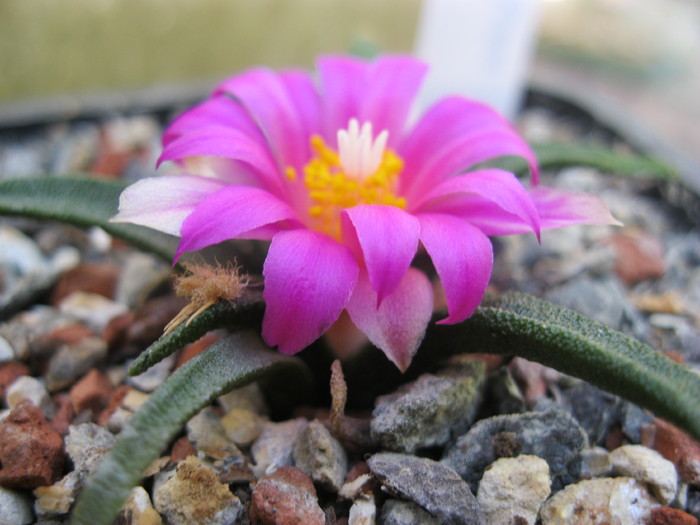 IMG_1972 - Ariocarpus agavoides