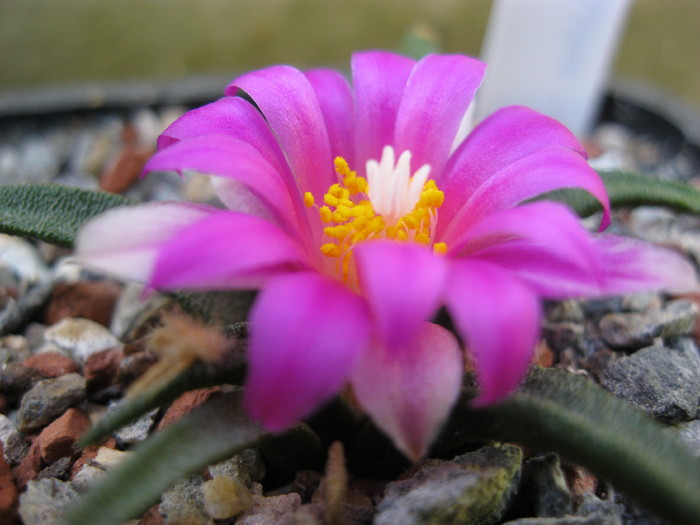 2010 - Ariocarpus agavoides