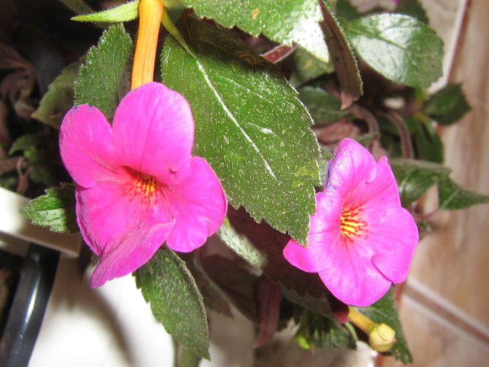 Vivid - ACHIMENES