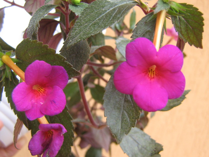 Vivid - ACHIMENES