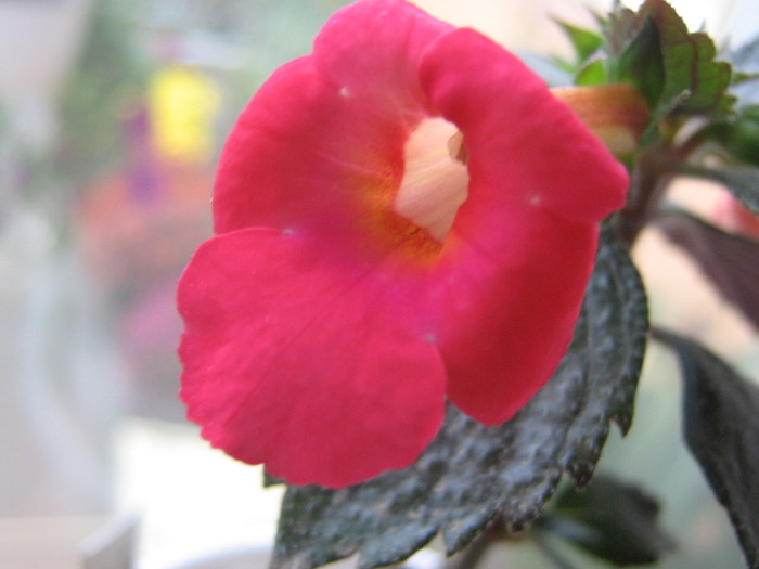 Tetra Hymalayan