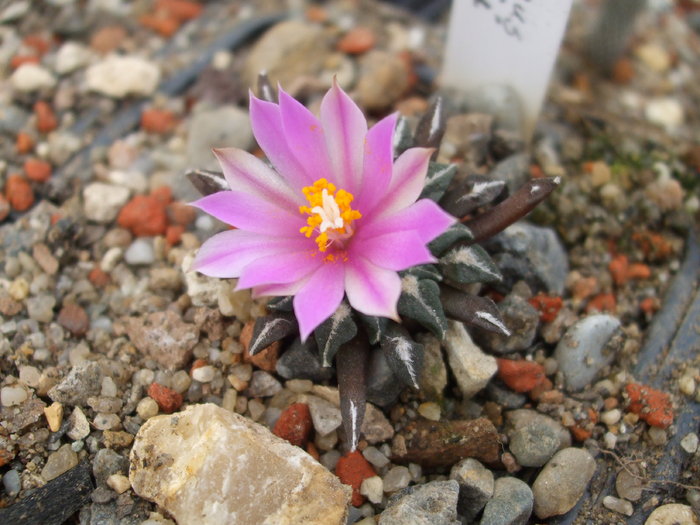DSCF5987 - CACTUSI SI FLORI