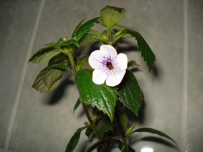 DSC07160 - ACHIMENES