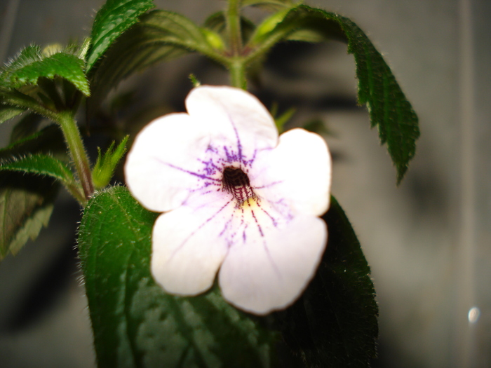 DSC07161 - ACHIMENES