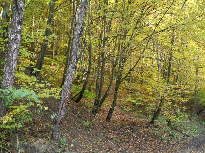 DSCF6005