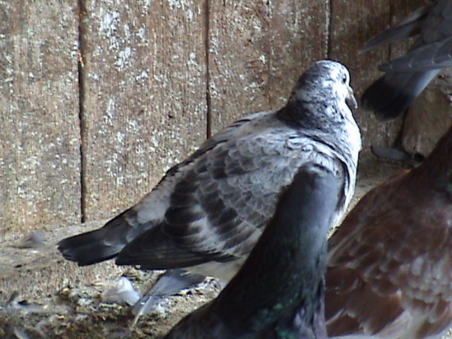 DSC03365 - poze cu porumbei