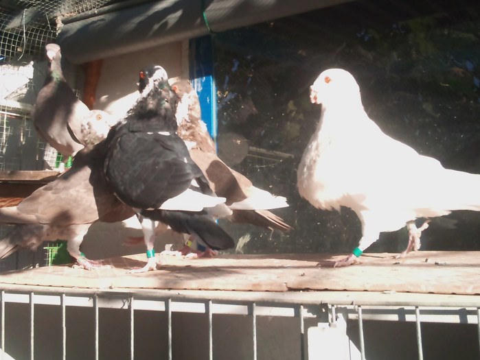 DSC_0076 - Alti granadini