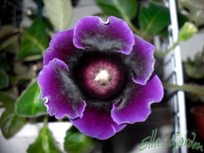 SAM_1380 - 2010 Gloxinia