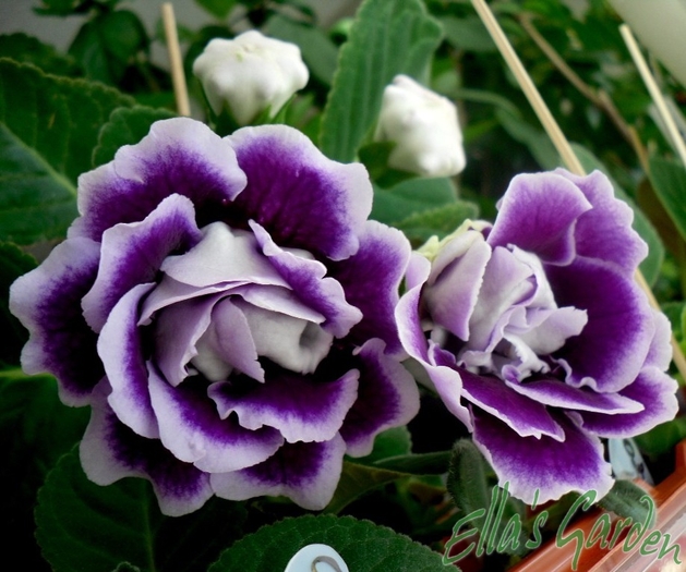 SAM_2151 - 2010 Gloxinia