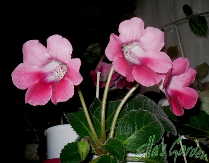 SAM_2638 - 2010 Gloxinia