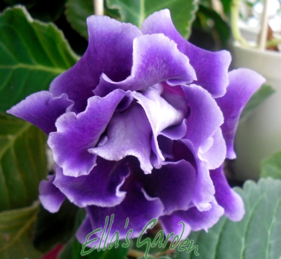 SAM_2733 - 2010 Gloxinia