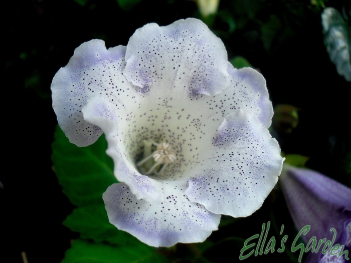 SAM_4313 - 2010 Gloxinia