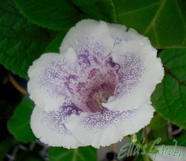 SAM_4606 - 2010 Gloxinia