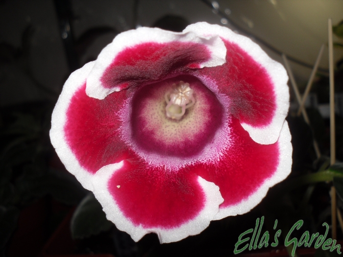 SAM_5045 - 2010 Gloxinia