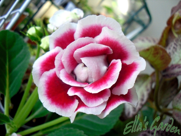 SAM_5383 - 2010 Gloxinia