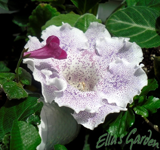 SAM_7348 - 2010 Gloxinia