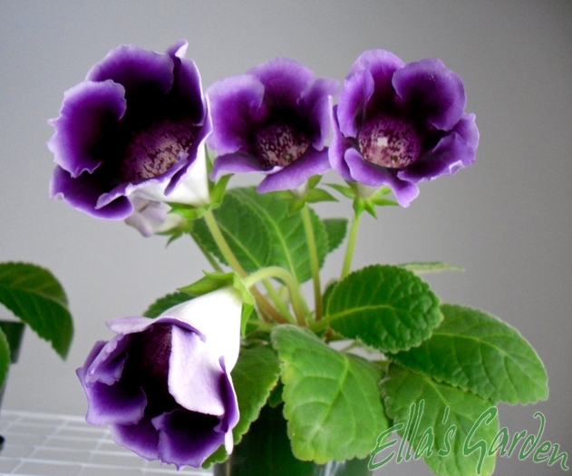 SAM_9200 - 2010 Gloxinia