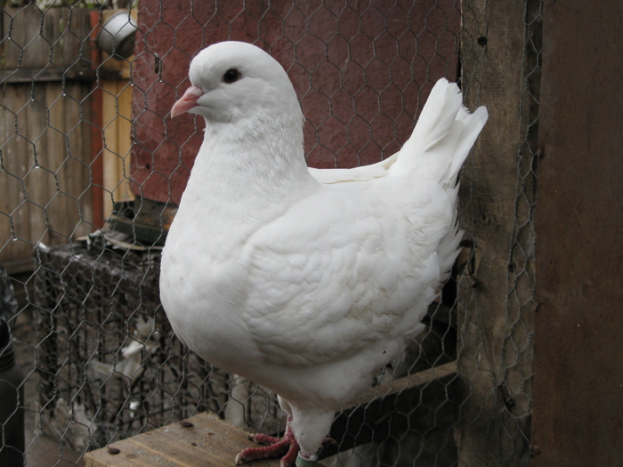 FEMELA
