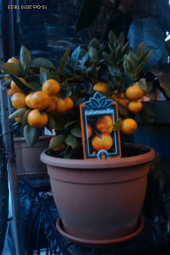 IMAG0534 - calamondin