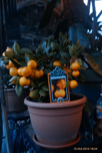 IMAG0535 - calamondin