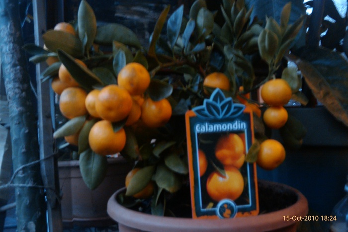 IMAG0537 - calamondin