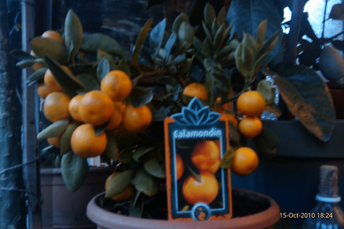 IMAG0538 - calamondin