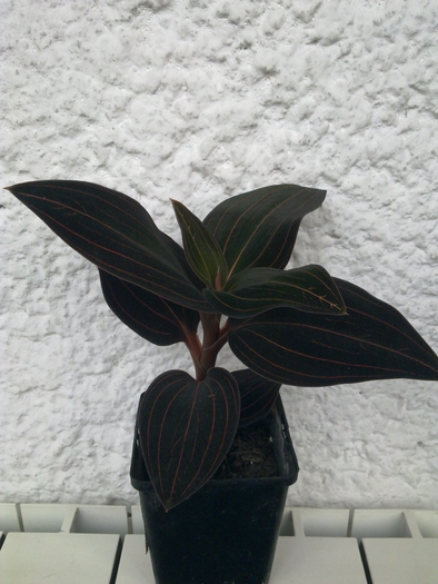 Orhidee Ludisia red velvet