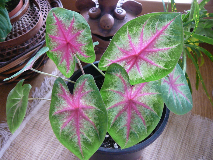 Caladium de la Fleur - Florile mele